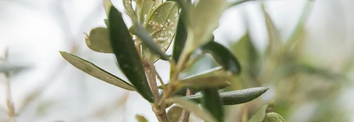 Nahaufnahme von Olivenbaumzweigen